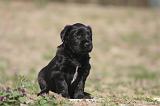 BRIARD 199